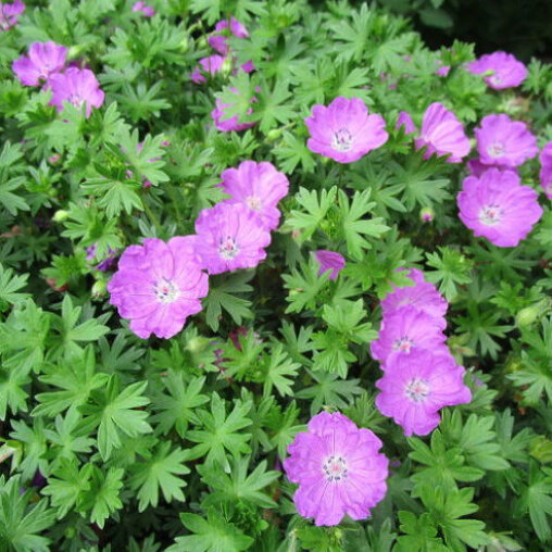 Ooivaarsbek rose detail